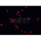 AF0303 staining HeLa cells by IF/ICC. The sample were fixed with PFA and permeabilized in 0.1% Triton X-100,then blocked in 10% serum for 45 minutes at 25¡ãC. The primary antibody was diluted at 1/200 and incubated with the sample for 1 hour at 37¡ãC. An  Alexa Fluor 594 conjugated goat anti-rabbit IgG (H+L) antibody(Cat.
