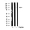 Western blot analysis of extract from HUVEC cells and Hematopoietic Stem Cells from Umbilical Cord Blood using CD34 antibody