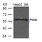 Western blot analysis of extracts from HepG2 and 293 cells using PKM1/2 Antibody
