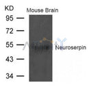 Western blot analysis of extract from Mouse brain tissue using Neuroserpin Antibody