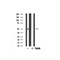 Western blot analysis of DR4 expression in rat spleen lysate