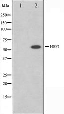 Western blot analysis on Jurkat cell lysate using HSF1 Antibody,The lane on the left is treated with the antigen-specific peptide.