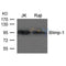 AF4088 staining HEPG2 cells by ICC/IF. Cells were fixed with PFA and permeabilized in 0.1% saponin prior to blocking in 10% serum for 45 minutes at 37¡ãC. The primary antibody was diluted 1/200 and incubated with the sample for 1 hour at 37¡ãC. A  Alexa Fluor 594 conjugated goat polyclonal to rabbit IgG (H+L), diluted 1/600 was used as secondary antibod