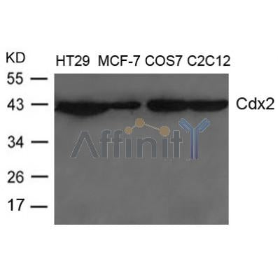 Western blot analysis of extracts from HT-29, MCF-7, COS-7 and C2C12 cells using Cdx2 Antibody