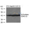 Western blot analysis of extracts from 3T3, HepG2 and C2C12 cells using b-Enolase(ENO-3) Antibody