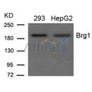 Western blot analysis of extracts from 293 and HepG2 cells using Brg1 Antibody