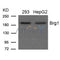Western blot analysis of extracts from 293 and HepG2 cells using Brg1 Antibody