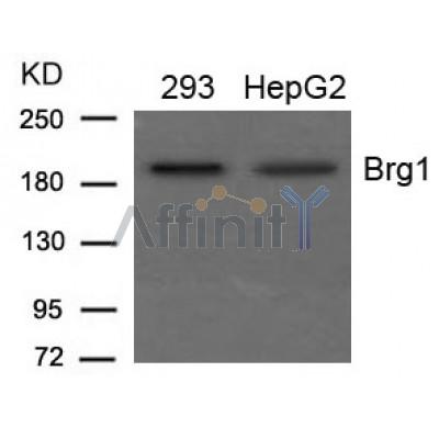 Western blot analysis of extracts from 293 and HepG2 cells using Brg1 Antibody