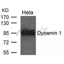 Western blot analysis of extracts from Hela cells using Dynamin 1 Antibody