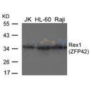 Western blot analysis of extracts from JK, HL-60 and Raji cells using Rex1(ZFP42) Antibody