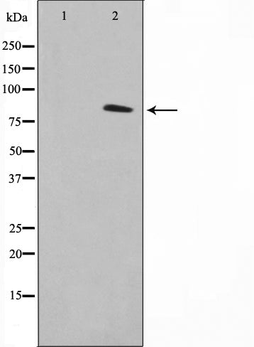 Western blot analysis on 293 cell lysate using VWA5A Antibody.The lane on the left is treated with the antigen-specific peptide.