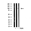 AF6361 staining  Hela cells by IF/ICC. The sample were fixed with PFA and permeabilized in 0.1% Triton X-100,then blocked in 10% serum for 45 minutes at 25¡ãC. The primary antibody was diluted at 1/200 and incubated with the sample for 1 hour at 37¡ãC. An  Alexa Fluor 594 conjugated goat anti-rabbit IgG (H+L) antibody(Cat.