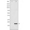 AF1019 staining HepG2 by IF/ICC. The sample were fixed with PFA and permeabilized in 0.1% Triton X-100,then blocked in 10% serum for 45 minutes at 25¡ãC. The primary antibody was diluted at 1/200 and incubated with the sample for 1 hour at 37¡ãC. An  Alexa Fluor 594 conjugated goat anti-rabbit IgG (H+L) Ab, diluted at 1/600, was used as the secondary antibod