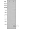 Western blot analysis of extracts from various samples, Acetyl-Histone H4 (Lys12) Antibody.
 Lane 1: MCF7 treated with blocking peptide;
 Lane 2: MCF7;
Lane 3: 3T3.
