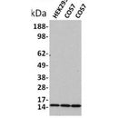 AF1023 staining HepG2 by IF/ICC. The sample were fixed with PFA and permeabilized in 0.1% Triton X-100,then blocked in 10% serum for 45 minutes at 25¡ãC. The primary antibody was diluted at 1/200 and incubated with the sample for 1 hour at 37¡ãC. An  Alexa Fluor 594 conjugated goat anti-rabbit IgG (H+L) Ab, diluted at 1/600, was used as the secondary antibod
