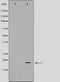 Western blot analysis on HeLa cell lysate using CDKAP1 Antibody.The lane on the left is treated with the antigen-specific peptide.