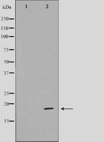 Western blot analysis on HeLa cell lysate using CDKAP1 Antibody.The lane on the left is treated with the antigen-specific peptide.
