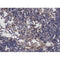AF0310 at 1/100 staining human Lymph node tissue sections by IHC-P. The tissue was formaldehyde fixed and a heat mediated antigen retrieval step in citrate buffer was performed. The tissue was then blocked and incubated with the antibody for 1.5 hours at 22¡ãC. An HRP conjugated goat anti-rabbit antibody was used as the secondary