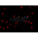 AF0311 staining K562 by IF/ICC. The sample were fixed with PFA and permeabilized in 0.1% Triton X-100,then blocked in 10% serum for 45 minutes at 25¡ãC. The primary antibody was diluted at 1/200 and incubated with the sample for 1 hour at 37¡ãC. An  Alexa Fluor 594 conjugated goat anti-rabbit IgG (H+L) Ab, diluted at 1/600, was used as the secondary antibod
