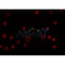 AF0311 staining K562 by IF/ICC. The sample were fixed with PFA and permeabilized in 0.1% Triton X-100,then blocked in 10% serum for 45 minutes at 25¡ãC. The primary antibody was diluted at 1/200 and incubated with the sample for 1 hour at 37¡ãC. An  Alexa Fluor 594 conjugated goat anti-rabbit IgG (H+L) Ab, diluted at 1/600, was used as the secondary antibod