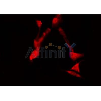 AF0312 staining Hela by IF/ICC. The sample were fixed with PFA and permeabilized in 0.1% Triton X-100,then blocked in 10% serum for 45 minutes at 25¡ãC. The primary antibody was diluted at 1/200 and incubated with the sample for 1 hour at 37¡ãC. An  Alexa Fluor 594 conjugated goat anti-rabbit IgG (H+L) Ab, diluted at 1/600, was used as the secondary antibod