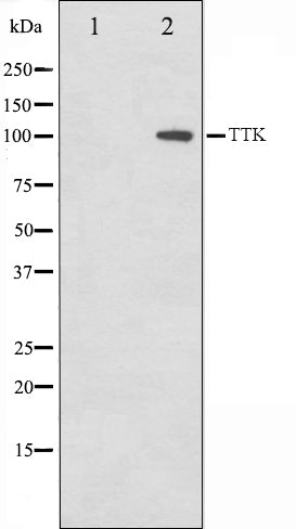 Western blot analysis on HuvEc cell lysate using TTK Antibody,The lane on the left is treated with the antigen-specific peptide.