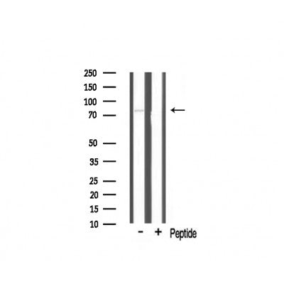 Western blot analysis of TBX3 expression in mouse brain lysate