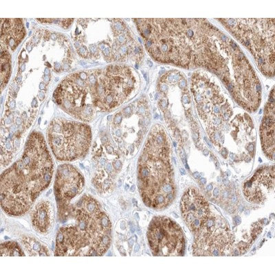 AF0321 at 1/100 staining human kidney tissue sections by IHC-P. The tissue was formaldehyde fixed and a heat mediated antigen retrieval step in citrate buffer was performed. The tissue was then blocked and incubated with the antibody for 1.5 hours at 22¡ãC. An HRP conjugated goat anti-rabbit antibody was used as the secondary