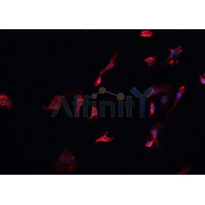 AF0321 staining HeLa  cells by IF/ICC. The sample were fixed with PFA and permeabilized in 0.1% Triton X-100,then blocked in 10% serum for 45 minutes at 25¡ãC. The primary antibody was diluted at 1/200 and incubated with the sample for 1 hour at 37¡ãC. An  Alexa Fluor 594 conjugated goat anti-rabbit IgG (H+L) antibody(Cat.