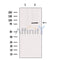 Western blot analysis of extracts from HepG2, using TRI18 Antibody. Lane 1 was treated with the blocking peptide.