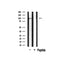 Western blot analysis on rat brain lysate using Clock Antibody