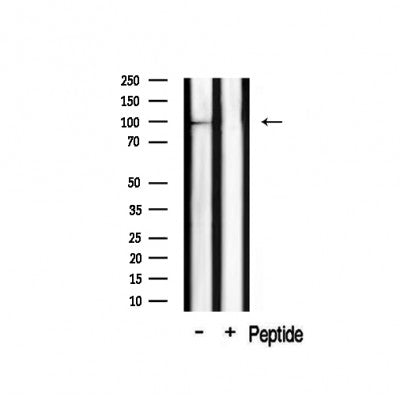 Western blot analysis on rat brain lysate using Clock Antibody