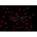 AF0323 staining HuvEc by IF/ICC. The sample were fixed with PFA and permeabilized in 0.1% Triton X-100,then blocked in 10% serum for 45 minutes at 25¡ãC. The primary antibody was diluted at 1/200 and incubated with the sample for 1 hour at 37¡ãC. An  Alexa Fluor 594 conjugated goat anti-rabbit IgG (H+L) Ab, diluted at 1/600, was used as the secondary antibod