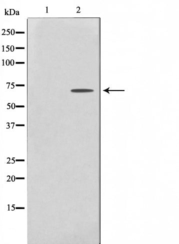 Western blot analysis on HeLa cell lysate using PHF1 Antibody.The lane on the left is treated with the antigen-specific peptide.