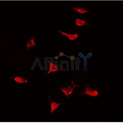 AF0325 staining HeLa by IF/ICC. The sample were fixed with PFA and permeabilized in 0.1% Triton X-100,then blocked in 10% serum for 45 minutes at 25¡ãC. The primary antibody was diluted at 1/200 and incubated with the sample for 1 hour at 37¡ãC. An  Alexa Fluor 594 conjugated goat anti-rabbit IgG (H+L) Ab, diluted at 1/600, was used as the secondary antibod