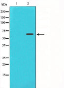 Western blot analysis on COS7 cell lysate using FRS2 Antibody,The lane on the left is treated with the antigen-specific peptide.