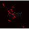 DF3160 staining Hela by IF/ICC. The sample were fixed with PFA and permeabilized in 0.1% Triton X-100,then blocked in 10% serum for 45 minutes at 25¡ãC. The primary antibody was diluted at 1/200 and incubated with the sample for 1 hour at 37¡ãC. An  Alexa Fluor 594 conjugated goat anti-rabbit IgG (H+L) Ab, diluted at 1/600, was used as the secondary antibod
