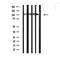 DF3163 at 1/100 staining Mouse muscle tissue by IHC-P. The sample was formaldehyde fixed and a heat mediated antigen retrieval step in citrate buffer was performed. The sample was then blocked and incubated with the antibody for 1.5 hours at 22¡ãC. An HRP conjugated goat anti-rabbit antibody was used as the secondary