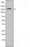 Western blot analysis of extracts from K562 cells, using CUTL1 antibody.