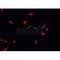 AF0327 staining K-562 cells by IF/ICC. The sample were fixed with PFA and permeabilized in 0.1% Triton X-100,then blocked in 10% serum for 45 minutes at 25¡ãC. The primary antibody was diluted at 1/200 and incubated with the sample for 1 hour at 37¡ãC. An  Alexa Fluor 594 conjugated goat anti-rabbit IgG (H+L) antibody(Cat.# S0006), diluted at 1/600, was used as secondary antibod