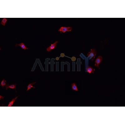 AF0327 staining K-562 cells by IF/ICC. The sample were fixed with PFA and permeabilized in 0.1% Triton X-100,then blocked in 10% serum for 45 minutes at 25¡ãC. The primary antibody was diluted at 1/200 and incubated with the sample for 1 hour at 37¡ãC. An  Alexa Fluor 594 conjugated goat anti-rabbit IgG (H+L) antibody(Cat.