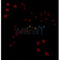 AF0327 staining COLO205 by IF/ICC. The sample were fixed with PFA and permeabilized in 0.1% Triton X-100,then blocked in 10% serum for 45 minutes at 25¡ãC. The primary antibody was diluted at 1/200 and incubated with the sample for 1 hour at 37¡ãC. An  Alexa Fluor 594 conjugated goat anti-rabbit IgG (H+L) Ab, diluted at 1/600, was used as the secondary antibod