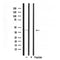 DF3259 staining Hela cells by IF/ICC. The sample were fixed with PFA and permeabilized in 0.1% Triton X-100,then blocked in 10% serum for 45 minutes at 25¡ãC. The primary antibody was diluted at 1/200 and incubated with the sample for 1 hour at 37¡ãC. An  Alexa Fluor 594 conjugated goat anti-rabbit IgG (H+L) antibody(Cat.# S0006), diluted at 1/600, was used as secondary antibod