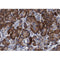 AF0328 at 1/100 staining human pancreas tissue sections by IHC-P. The tissue was formaldehyde fixed and a heat mediated antigen retrieval step in citrate buffer was performed. The tissue was then blocked and incubated with the antibody for 1.5 hours at 22¡ãC. An HRP conjugated goat anti-rabbit antibody was used as the secondary