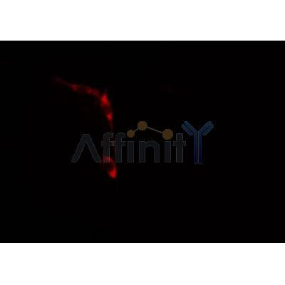 AF0328 staining HeLa cells by IF/ICC. The sample were fixed with PFA and permeabilized in 0.1% Triton X-100,then blocked in 10% serum for 45 minutes at 25¡ãC. The primary antibody was diluted at 1/200 and incubated with the sample for 1 hour at 37¡ãC. An  Alexa Fluor 594 conjugated goat anti-rabbit IgG (H+L) antibody(Cat.