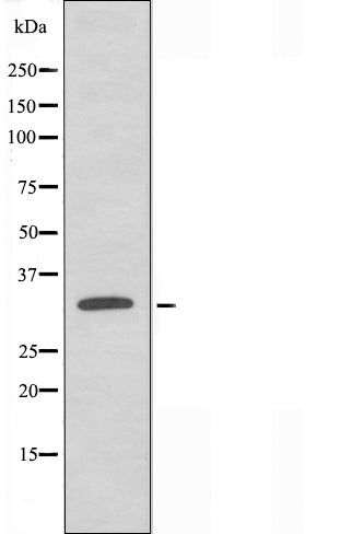 DF3263 staining Hela cells by IF/ICC. The sample were fixed with PFA and permeabilized in 0.1% Triton X-100,then blocked in 10% serum for 45 minutes at 25¡ãC. The primary antibody was diluted at 1/200 and incubated with the sample for 1 hour at 37¡ãC. An  Alexa Fluor 594 conjugated goat anti-rabbit IgG (H+L) antibody(Cat.# S0006), diluted at 1/600, was used as secondary antibod