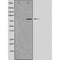 DF3357 staining HeLa by IF/ICC. The sample were fixed with PFA and permeabilized in 0.1% Triton X-100,then blocked in 10% serum for 45 minutes at 25¡ãC. The primary antibody was diluted at 1/200 and incubated with the sample for 1 hour at 37¡ãC. An  Alexa Fluor 594 conjugated goat anti-rabbit IgG (H+L) Ab, diluted at 1/600, was used as the secondary antibod