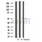 Western blot analysis of extracts from 293, using ADCK3 Antibody.