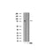 Western blot analysis on various tissue lysate using AKAP8 Antibody