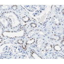 AF0333 at 1/100 staining human kidney tissue sections by IHC-P. The tissue was formaldehyde fixed and a heat mediated antigen retrieval step in citrate buffer was performed. The tissue was then blocked and incubated with the antibody for 1.5 hours at 22¡ãC. An HRP conjugated goat anti-rabbit antibody was used as the secondary